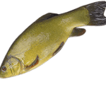Рыба в реке Томь