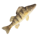 Рыба в реке Томь