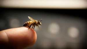Миф: пчелы могут жалить только один раз