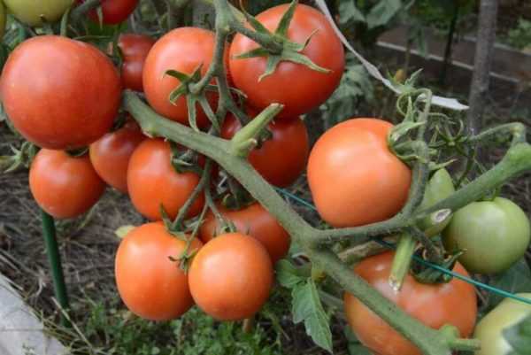 Низкорослые сорта помидора