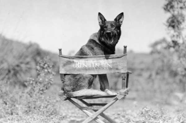 Собака - кинозвезда, какая самая известная?