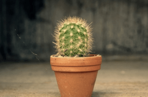 kaktus rastenie tegrf