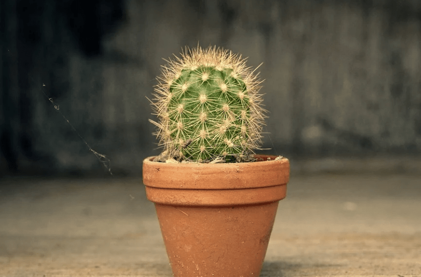 kaktus rastenie tegrf