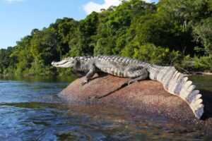 10 интересных фактов о реке Амазонка