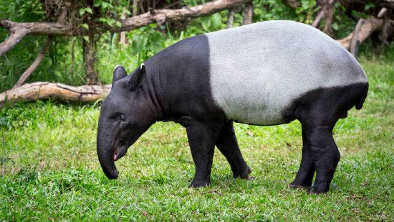 tapir zhivotnoe