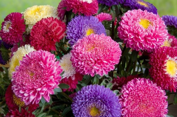 5 лучших цветов, которые стоит посадить в сад, чтобы цвели все лето