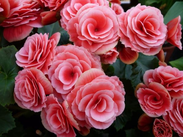 5 лучших цветов, которые стоит посадить в сад, чтобы цвели все лето