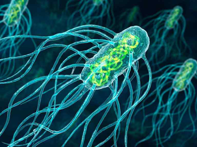 30 интересных фактов о видах Бактерий человека и природы