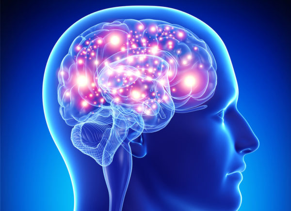 5 интересных фактов о Головном мозге человека