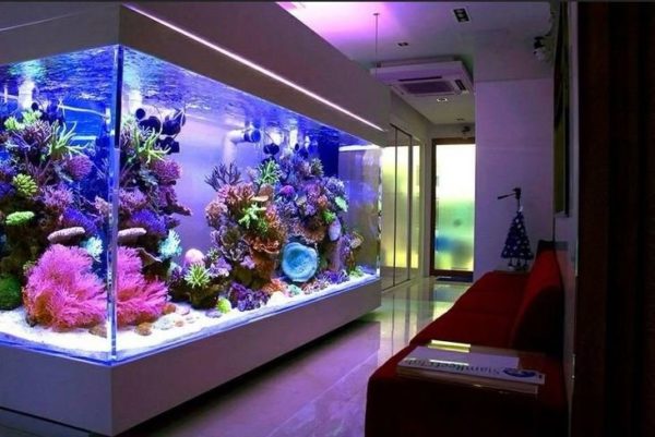 Неожиданная польза домашнего аквариума для здоровья
