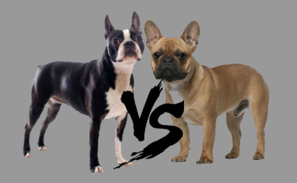 Бостон терьер и французский бульдог отличия фото — boston terrier