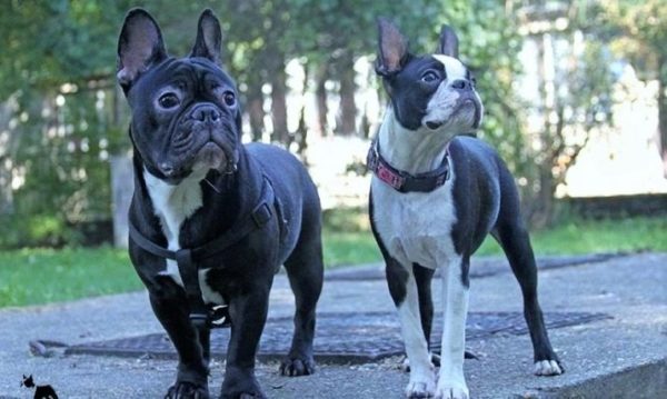 Бостон-терьер против французского бульдога: 8 основных различий собак