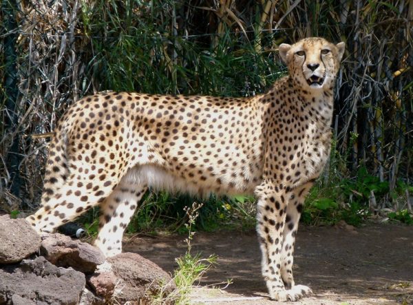Леопард против гепарда - 5 ключевых отличий: разница, быстрота, сила, вес и  т.д.