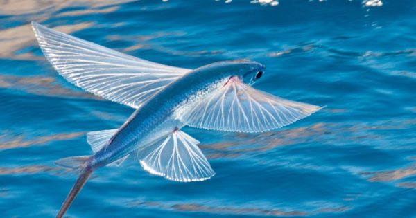 10 самых быстрых рыб в океане