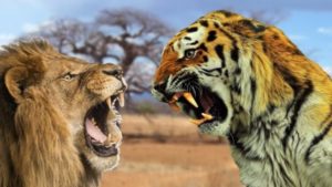 В чем разница Тигров от Львов? 5 ключевых отличий