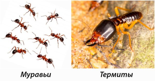 Термиты против муравьев - 6 ключевых отличий
