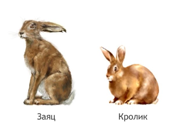Зайчик против кролика - 3 основных отличия, разница этих животных