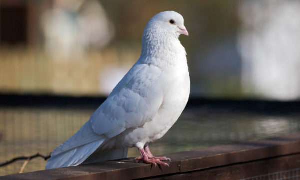 Интересные факты о видах голубей