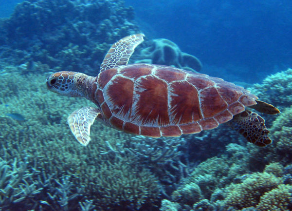 Топ-10 невероятных животных, обитающих в коралловых рифах
