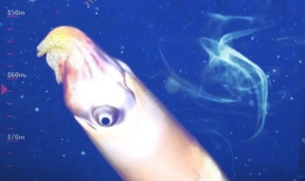 Наконец-то этот невероятно странный кальмар был замечен в дикой природе
