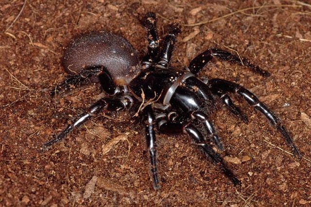 Почему яд сиднейского паука так сильно влияет на людей?
