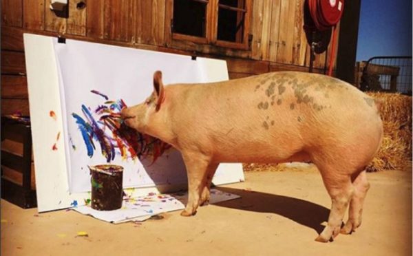 Свинья-художница, картины которой покупают за большие деньги