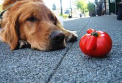 Помидоры - яд для собак, токсичность овоща для животных