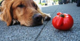 Помидоры - яд для собак, токсичность овоща для животных