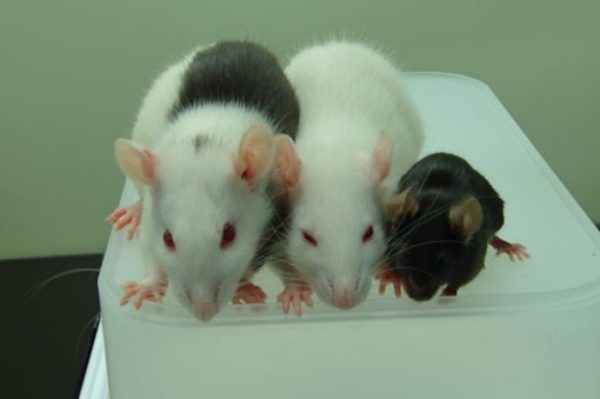 Что такое гибридные животные? Лигр, Мыши и их поведение