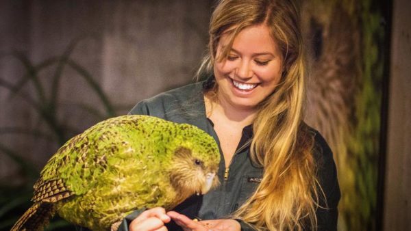 Попугай Какапо: кормление и размножение самой толстой птицы семейства