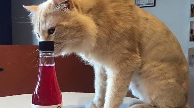 Изобрели вино для кошек, будет она его пить?
