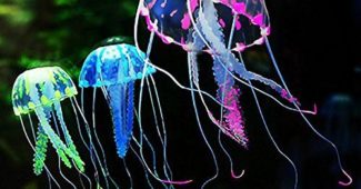 Живая Медуза для Аквариума: размножение, кормление и уход