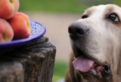 Могут ли собаки есть персики?