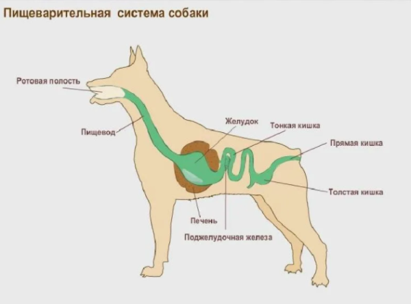 Пищеварительная система собаки