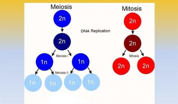 7 различий между митозом и мейозом
