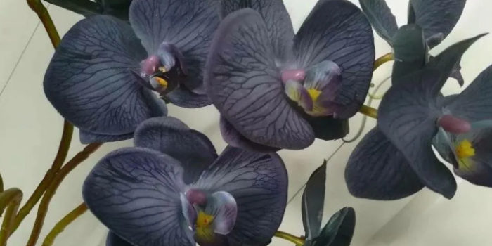 Как выращивать и ухаживать за черной орхидеей?