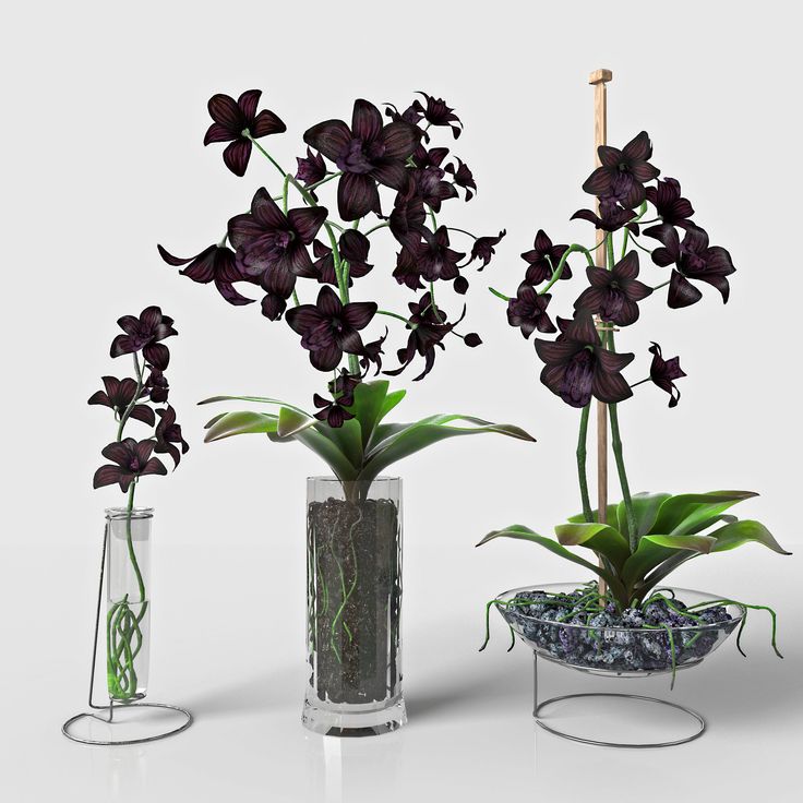 Как выращивать и ухаживать за черной орхидеей?