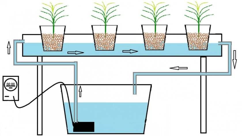 Как выращивать растения без почвы