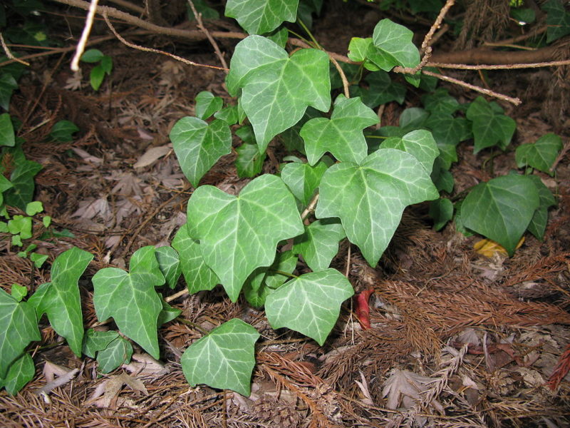 Названия 7-и видов Плюща растения с фото и описанием