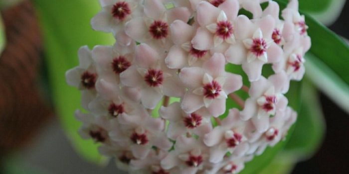 Восковой цветок Хойя можно выращивать с подоконника, но сначала послушайте советы!