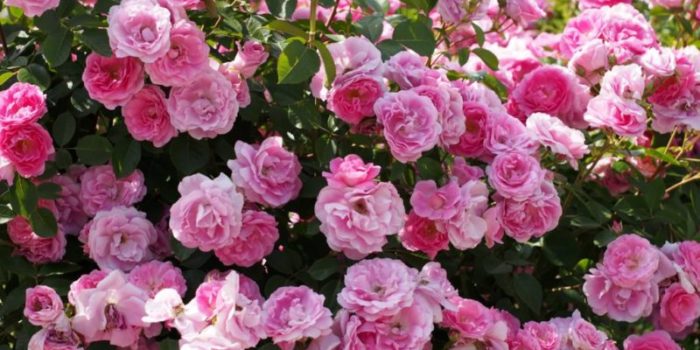Перечислям виды цветков розового цвета, наиболее популярных и распространённых