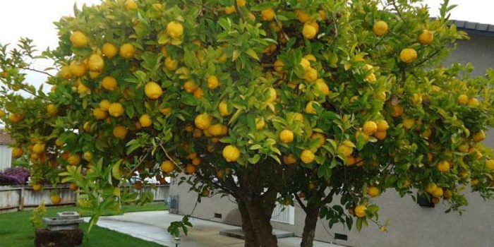 Как избавиться от вредителей на лимонном дереве?