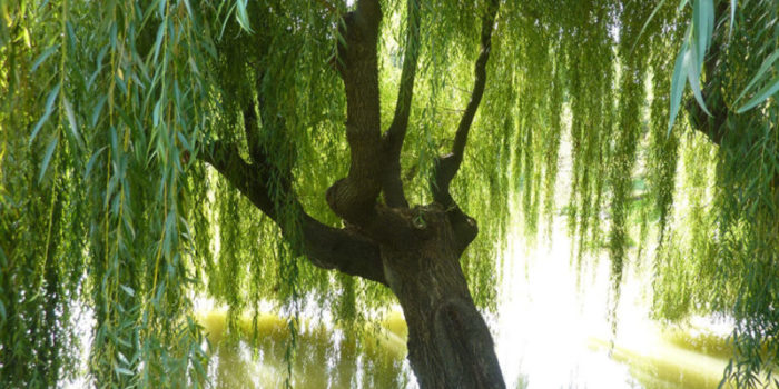 Плакучая ива - драгоценное декоративное дерево, которое мало где встретишь на улице