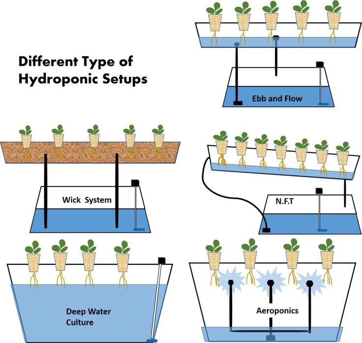 Что такое гидропоника и как она работает? – Гидропонные плантации