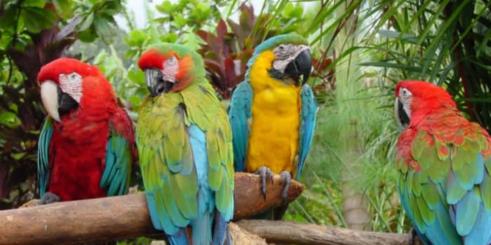 Попугай нуждается в особом ухаживании от своих домашних хозяев: 6 основных правил для него