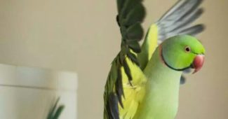 Каковы основные заболевания попугаев?