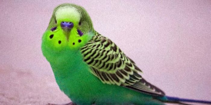 Как дрессировать волнистого попугайчика, чтобы он слушался и говорил?
