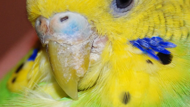 Как узнать, есть ли у моего волнистого попугайчика клещи на теле?