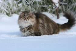 13 забавных фактов о норвежской лесной кошке, одной из пород кошачьих