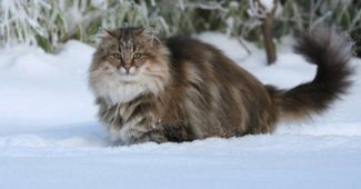 13 забавных фактов о норвежской лесной кошке, одной из пород кошачьих